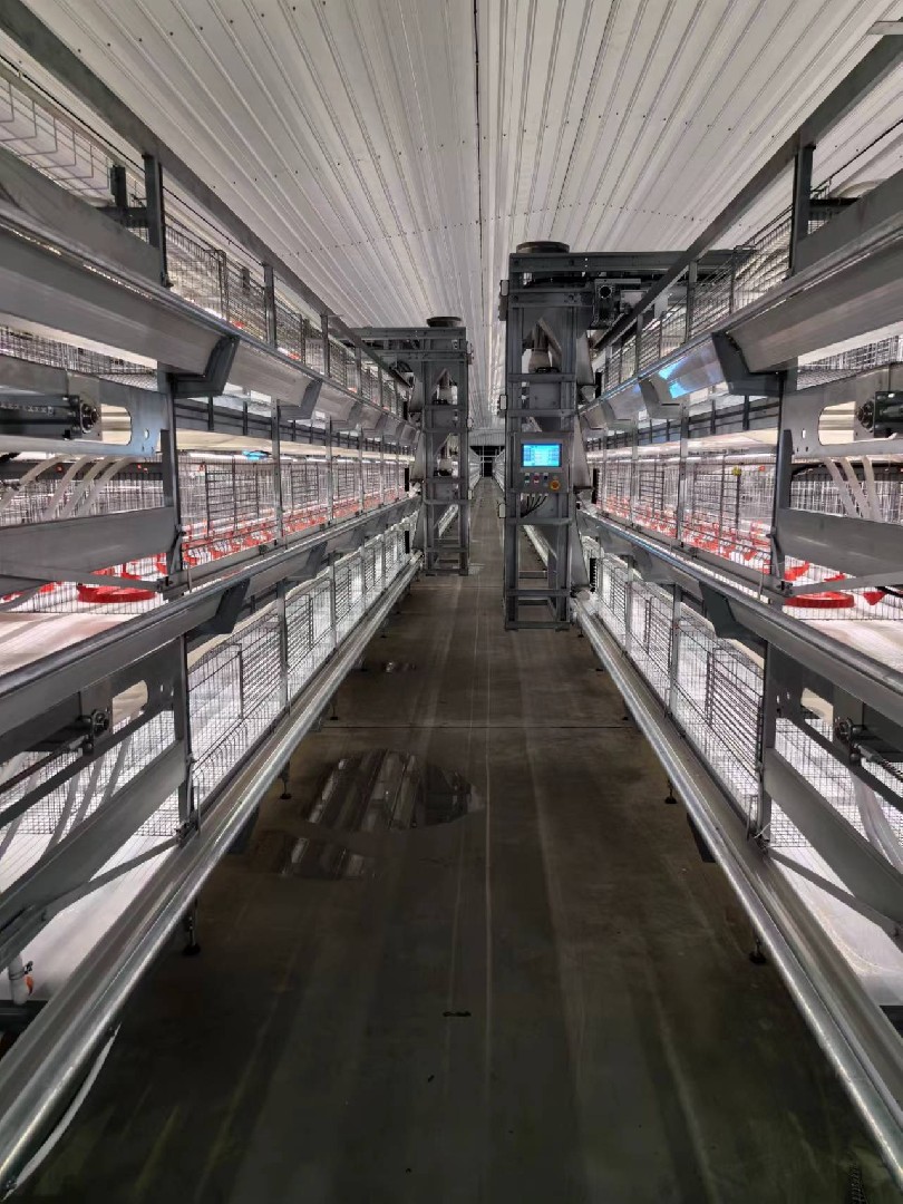 頂松秤重控制器成功應(yīng)用于籠養(yǎng)雞行業(yè)